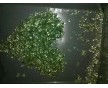 pvc顆粒/供應(yīng)pvc顆粒/pvc再生顆粒