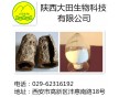 廠家現(xiàn)貨供應(yīng)和厚樸酚提取物