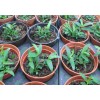 鐵皮石斛盆栽價(jià)格范圍，供應(yīng)廈門優(yōu)惠的鐵皮石斛盆栽